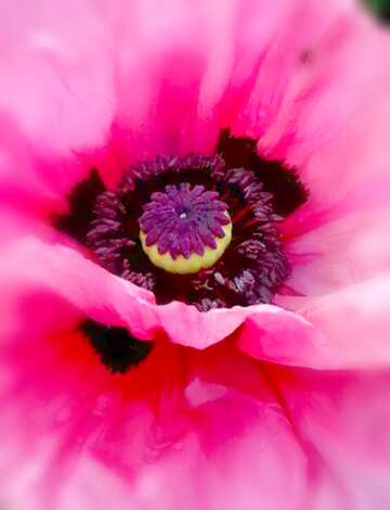FX №21039 Image for profile picture Pink poppy.