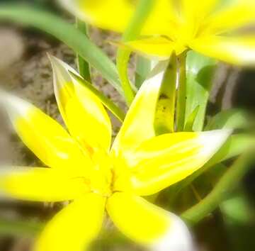 FX №21252 Image for profile picture Yellow flowers in spring.
