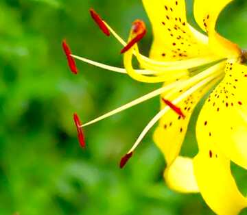 FX №21042 Image for profile picture Yellow lily.