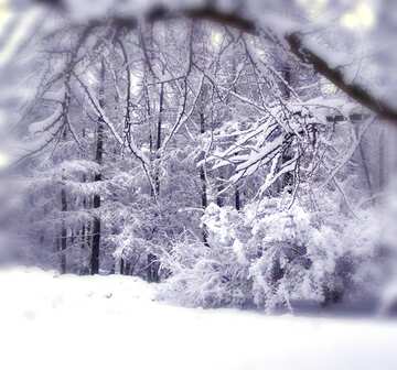 FX №21859  Winter snow forest 