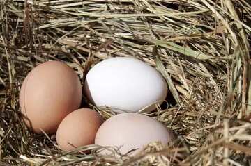 FX №21964 Eggs nest