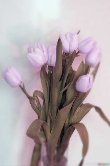 FX №21661 Pastel colors. Tulips. Bouquet.