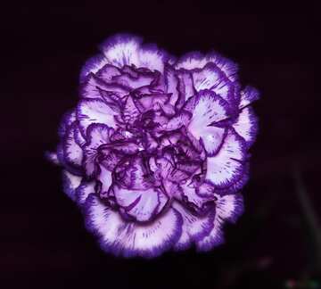 FX №21679 Purple color. Carnation.