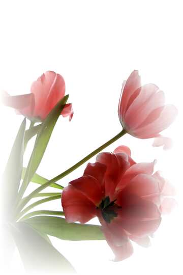 FX №21612 Red color. Tulip Bouquet.