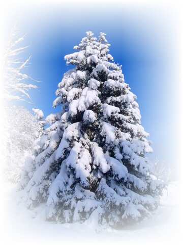 FX №21869 Snow  Christmas  spruce covered snow