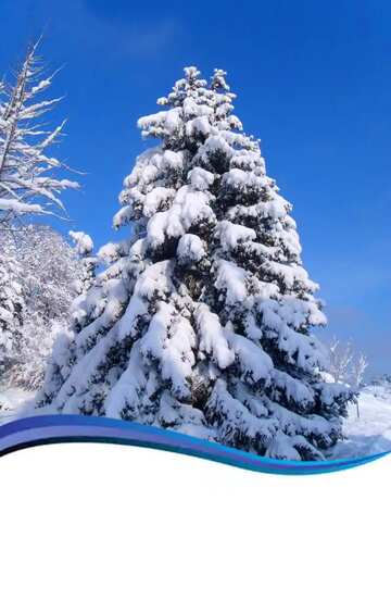 FX №21870 Snow Tree  spruce card