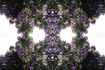 FX №21188 Texture. Violent flowering of lilac.