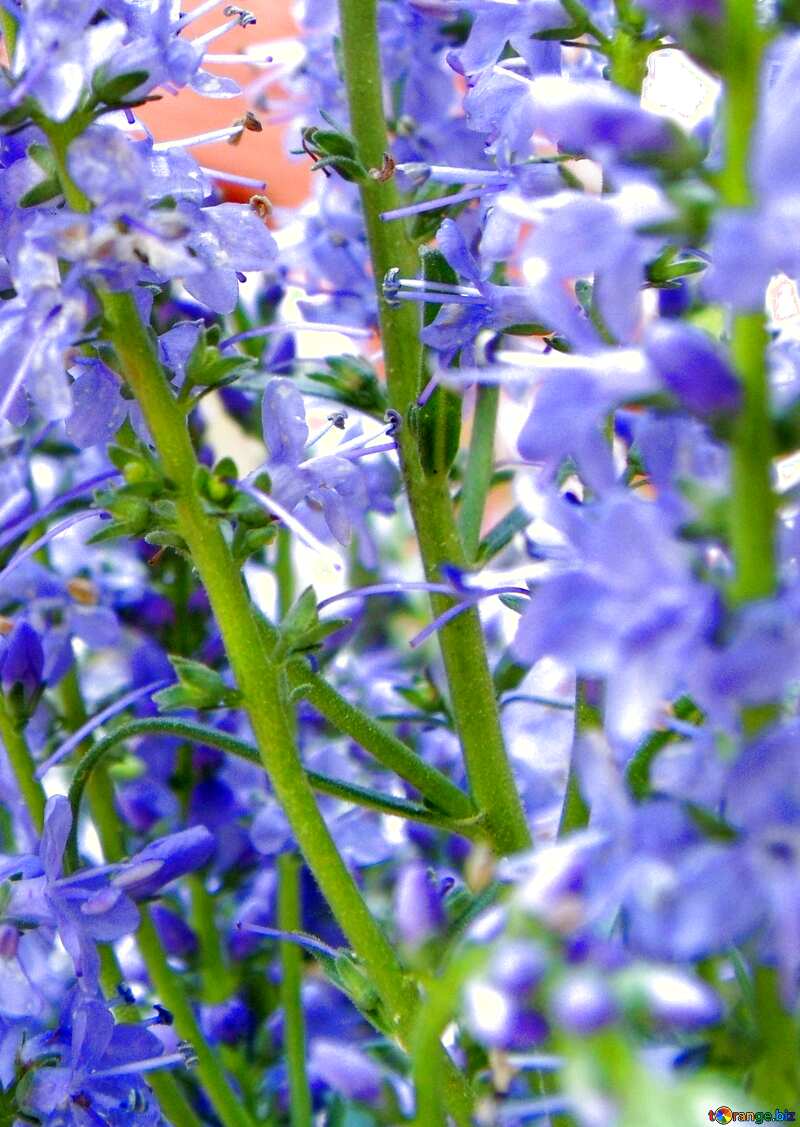 Blue color. Long  field  flowers. №9739