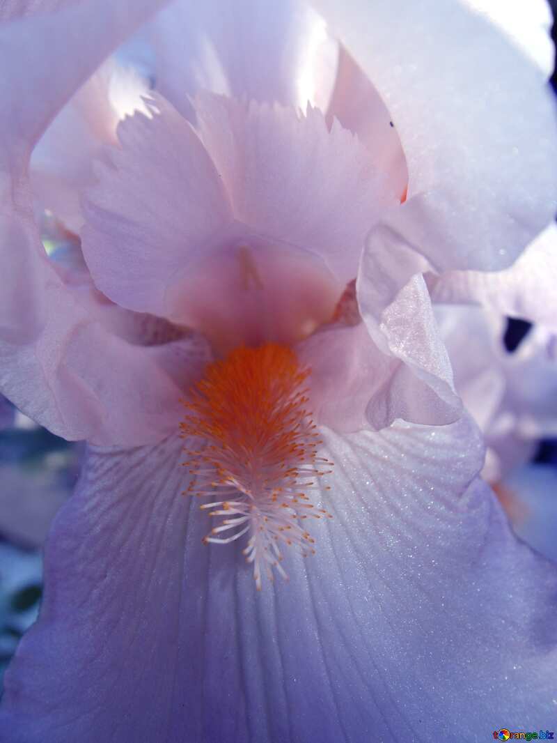 Blue color. White  iris.  Macro.. №9785