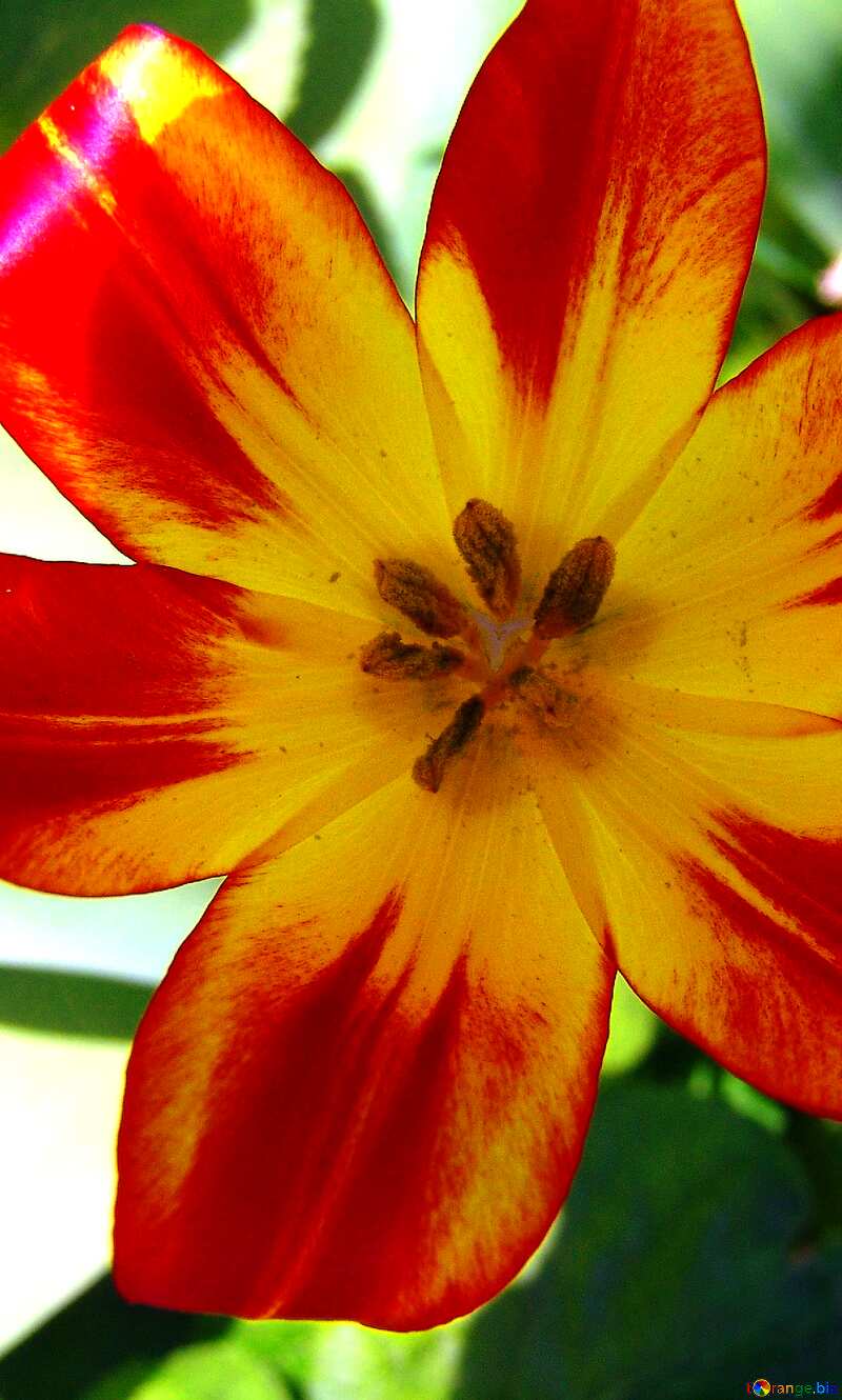 Bright colors. Red and yellow tulip.Texture.. №5271