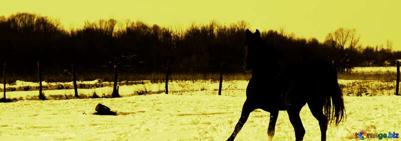 Cover. Black stallion to gallop. №468