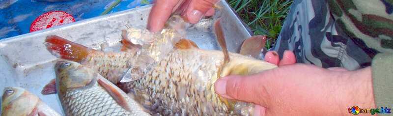 Cover. Cleaning  grass  carp. №9274