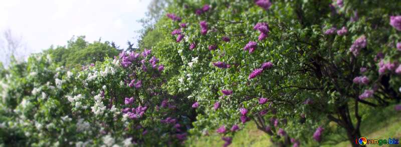 Cover. Lilac bushes. №4772