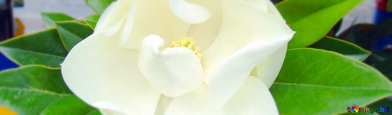 Cover. Meaty  White  flower  at  tree.. №6977