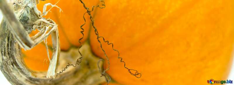 Cover. Pumpkin   spine. №5982