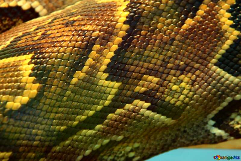 Skin Python texture blur background №10378