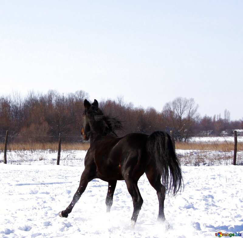 Image for profile picture Black stallion to gallop. №468