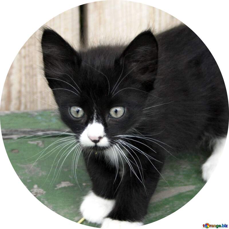 Image for profile picture Black   White  kitten. №7497