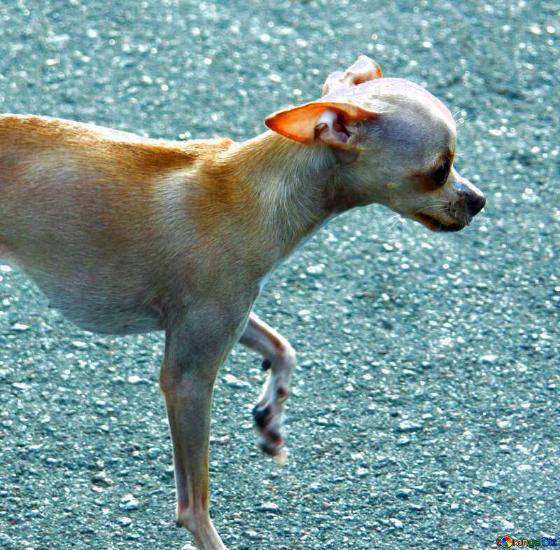 Image for profile picture Chihuahua smooth. №5130