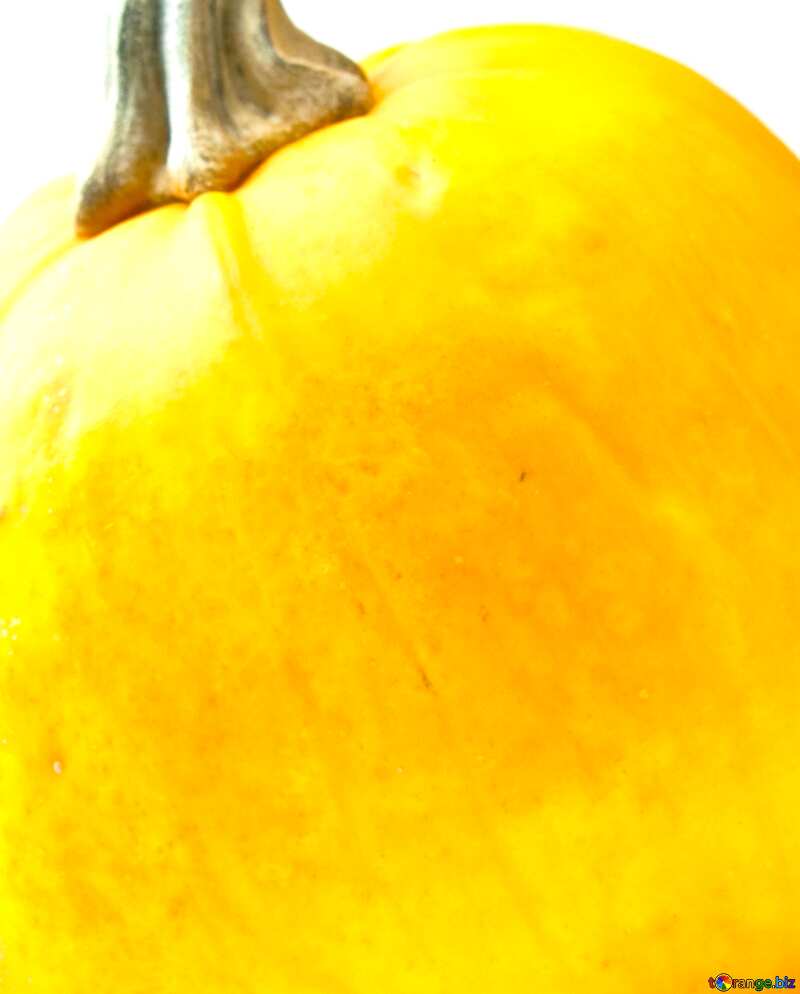Image for profile picture Common  pumpkin. №5999