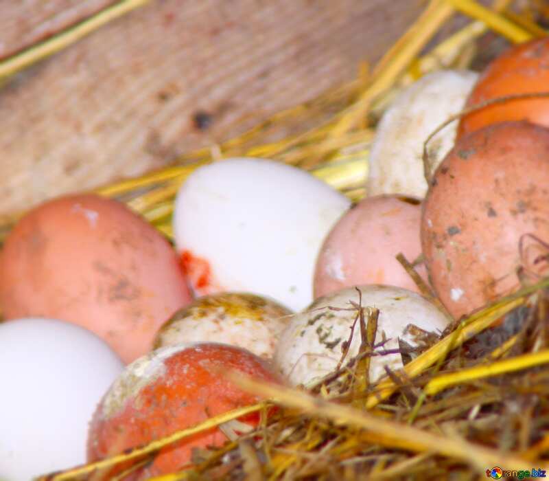 Image for profile picture Fresh chicken eggs in the henhouse. №773