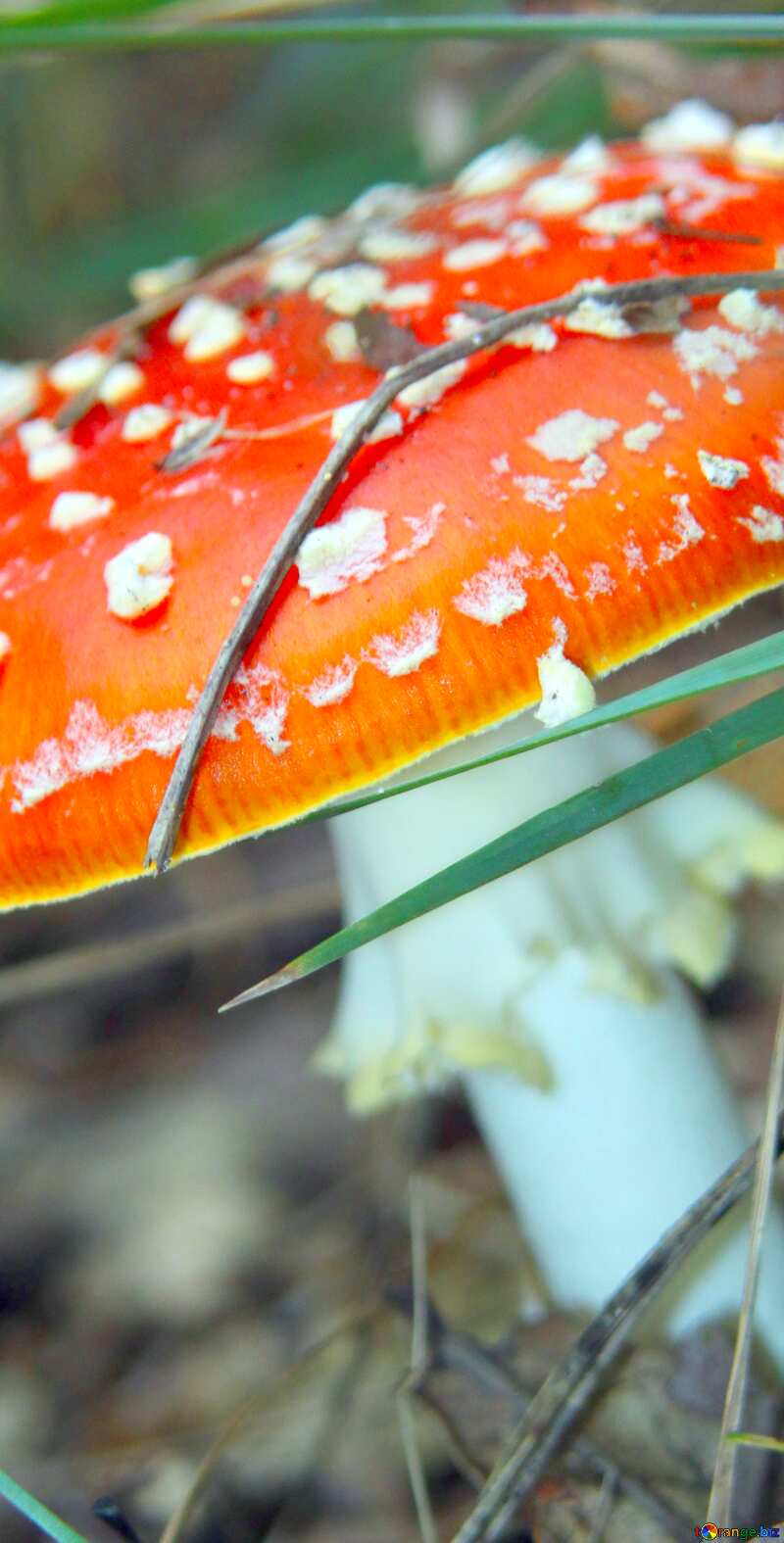 Image for profile picture Hallucinogenic mushroom. №5583