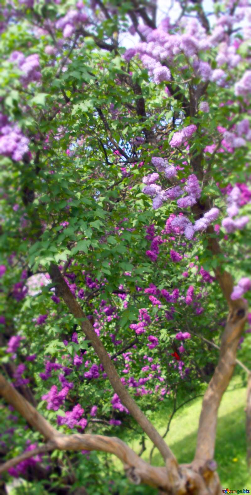 Image for profile picture Lilac bush. №4771