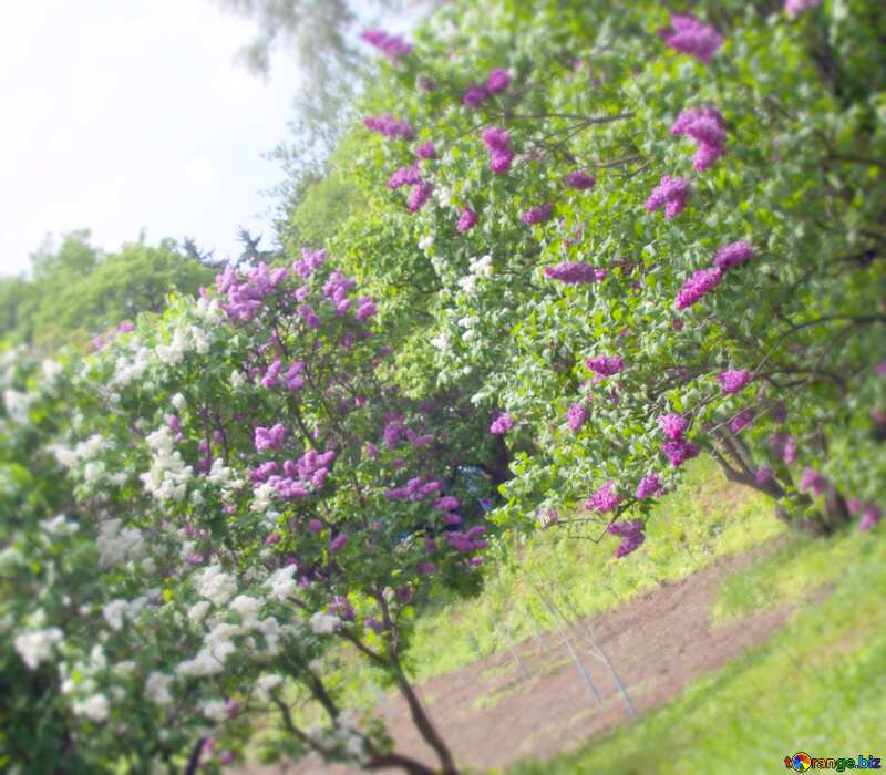 Image for profile picture Lilac bushes. №4772