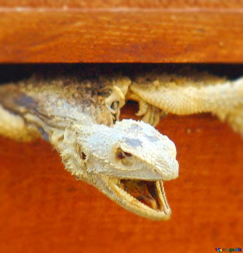 Image for profile picture Scarecrow  Lizards. №8881