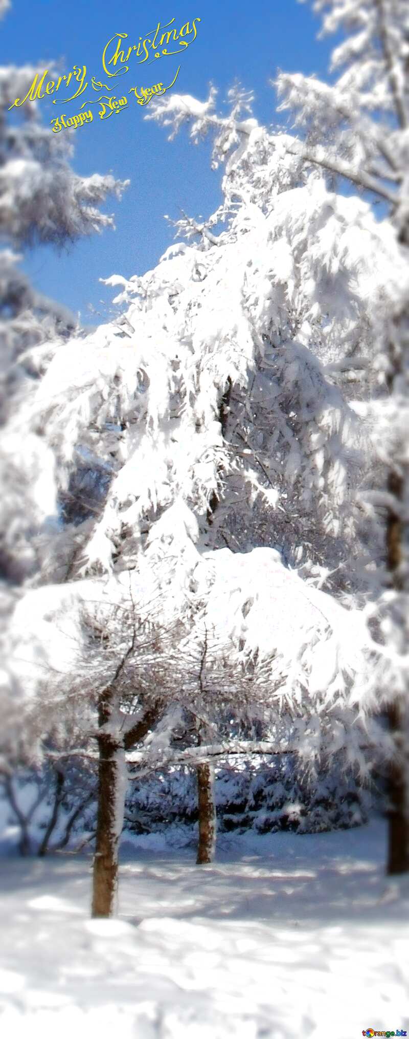 лес на деревьях лежит белоснежный, блестящий, хрупкий, холодный снег. №10543