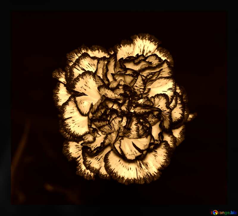 Monochrome. Carnation. №974