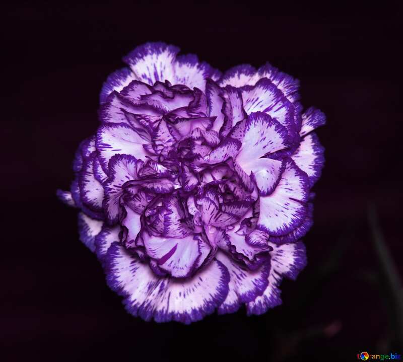 Purple color. Carnation. №974