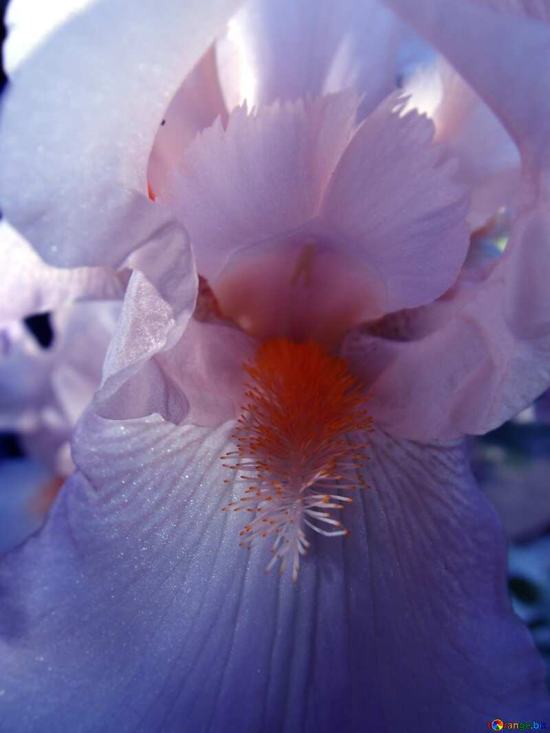 Purple color. White  iris.  Macro.. №9785