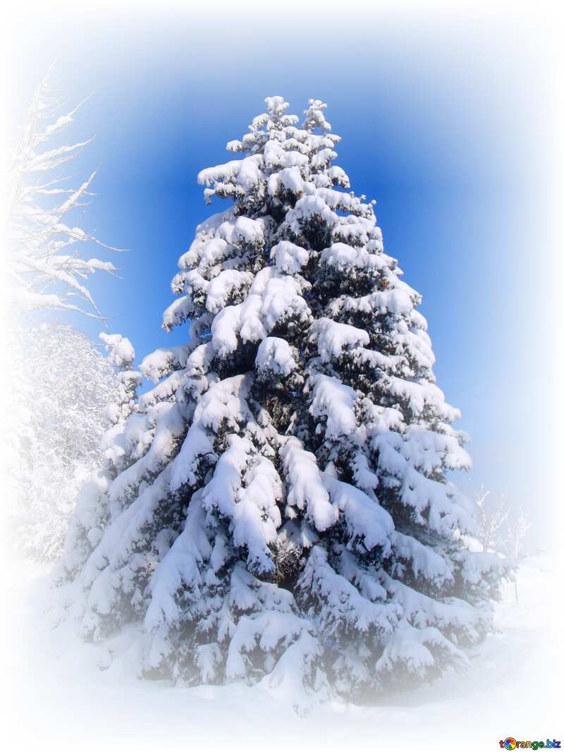 Snow  Christmas  spruce covered snow №10551