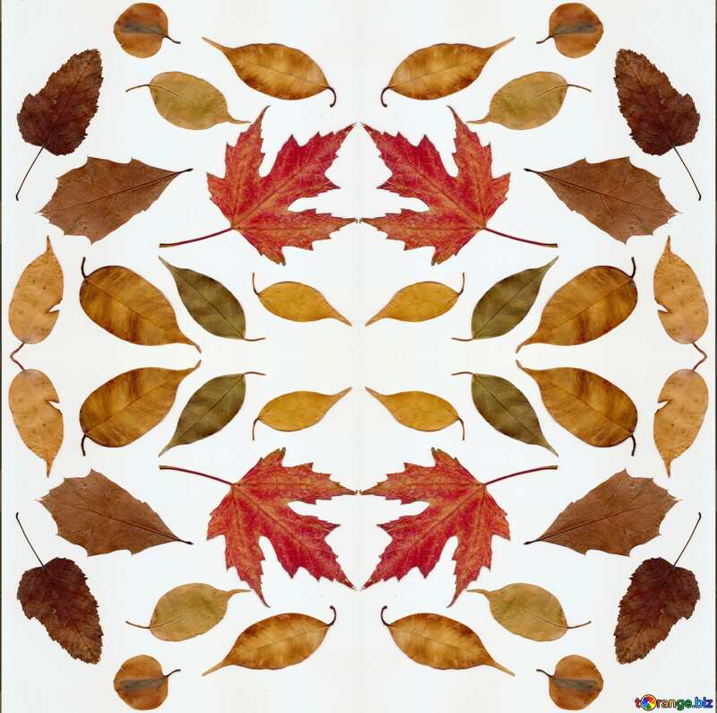Texture. Autumn leaves on a white background. №47262