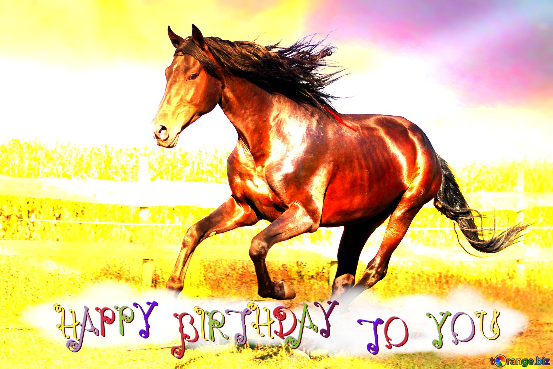 Pferd Happy Birthday