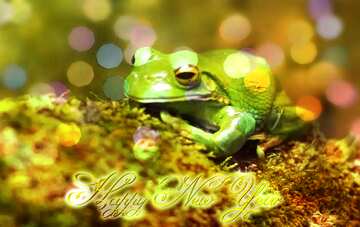 FX №210601 The frog Happy New Year bokeh