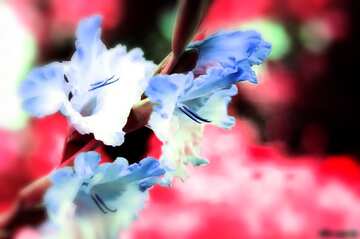 FX №210201 flower of gladiolus dark blur frame