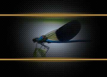 FX №210614 Dark blue dragonfly Futuristic Frame Carbon Dark Technology