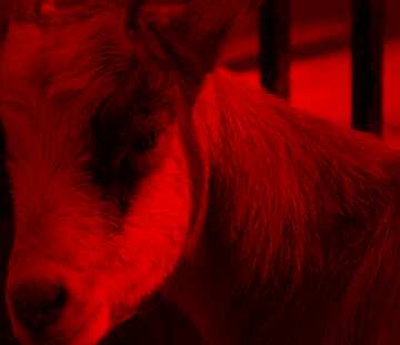 FX №210450 goat  dark red