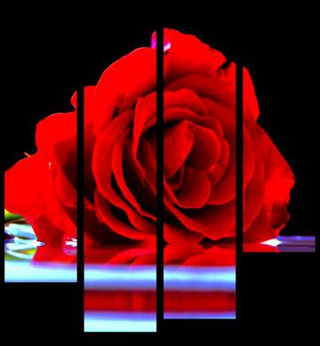 FX №210070 Rose on background of congratulation modular picture