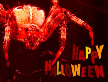 FX №210561 Spider happy halloween