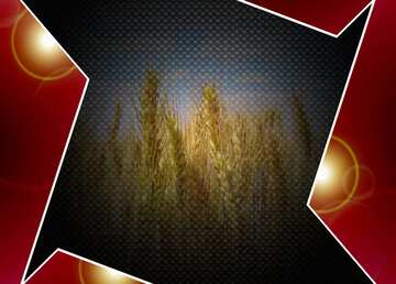 FX №210981 Field of wheat Red carbon hi-tech template