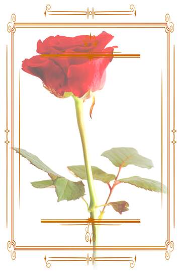 FX №210926 Texture rose flower  Vintage frame retro clipart white background