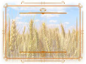 FX №210982 Field of wheat Vintage frame retro clipart