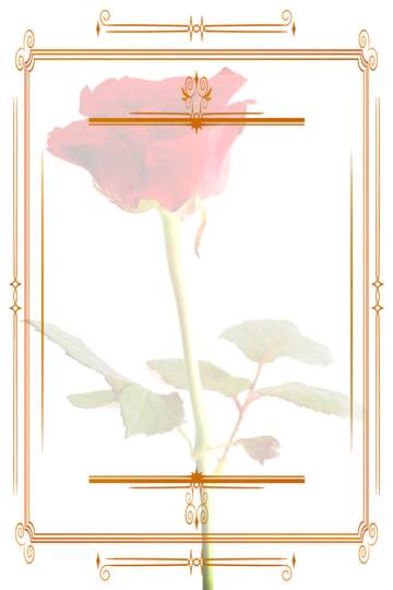 FX №210927 Texture rose flower  Vintage frame retro clip art light template