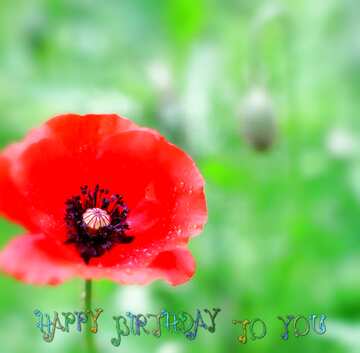 FX №210268 Poppy flower blur happy birthday card background