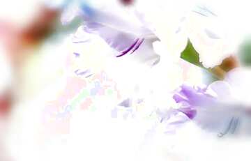 FX №210862 gladiolus flower hard light background