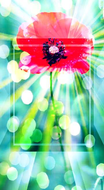 FX №210270 Poppy flower sunlight rays bokeh  template banner background
