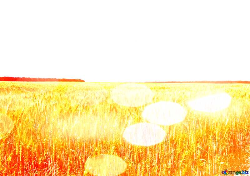 Wheat field bokeh background №27268